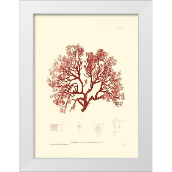 Vision Studio 11x14 White Modern Wood Framed Museum Art Print Titled - Nature Print in Coral II