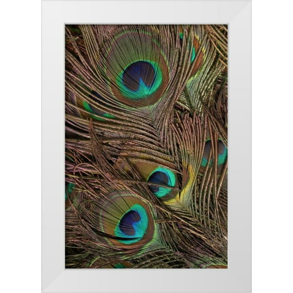 Vision Studio 11x14 White Modern Wood Framed Museum Art Print Titled - Peacock Feathers IV