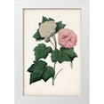thumbnail image 1 of Vision Studio 11x14 White Modern Wood Framed Museum Art Print Titled - Vintage Rose Clippings II, 1 of 4