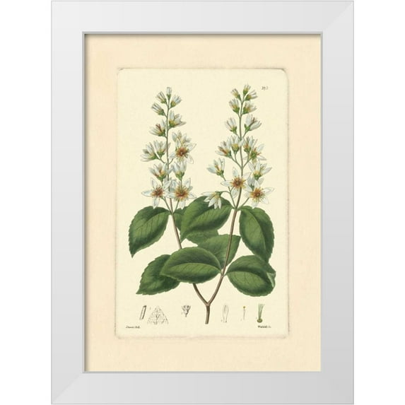 Vision Studio 11x14 White Modern Wood Framed Museum Art Print Titled - White Curtis Botanical II