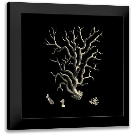 Vision Studio 12x12 Black Modern Framed Museum Art Print Titled - Black and Tan Coral I