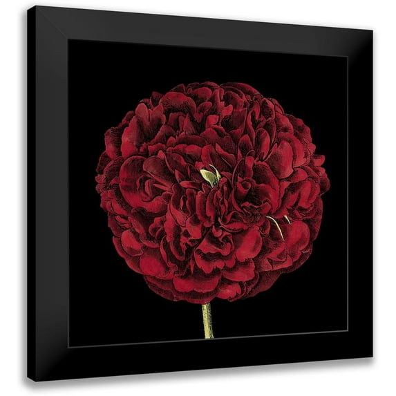 Vision Studio 12x12 Black Modern Framed Museum Art Print Titled - Dramatic Blooms III