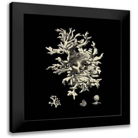 Vision Studio 12x12 Black Modern Framed Museum Art Print Titled - Small Black And Tan Coral III (P)