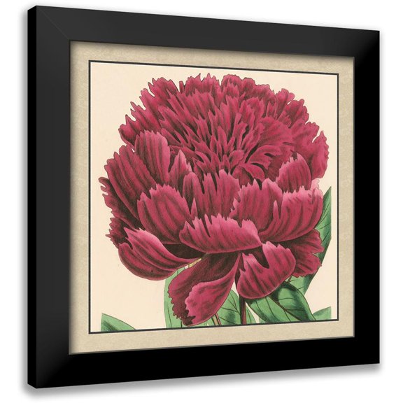 Vision Studio 12x12 Black Modern Framed Museum Art Print Titled - Small Peony Collection V