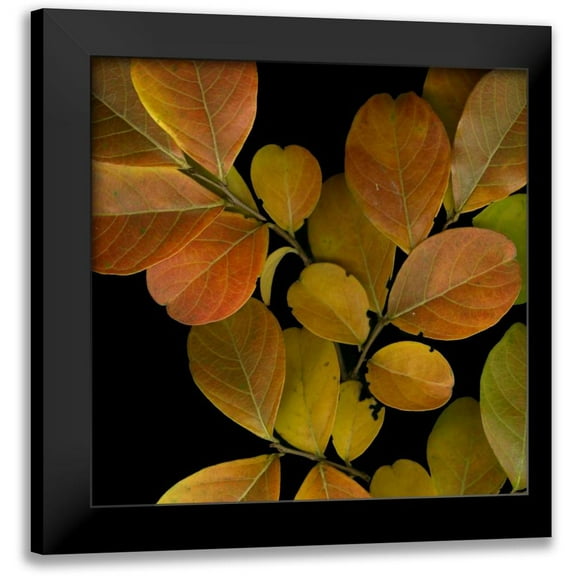 Vision Studio 12x12 Black Modern Framed Museum Art Print Titled - Small Vivid Leaves I