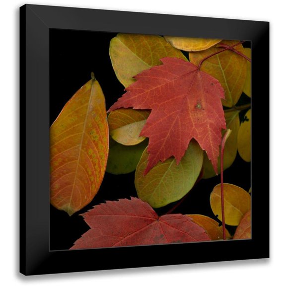 Vision Studio 12x12 Black Modern Framed Museum Art Print Titled - Vivid Leaves III