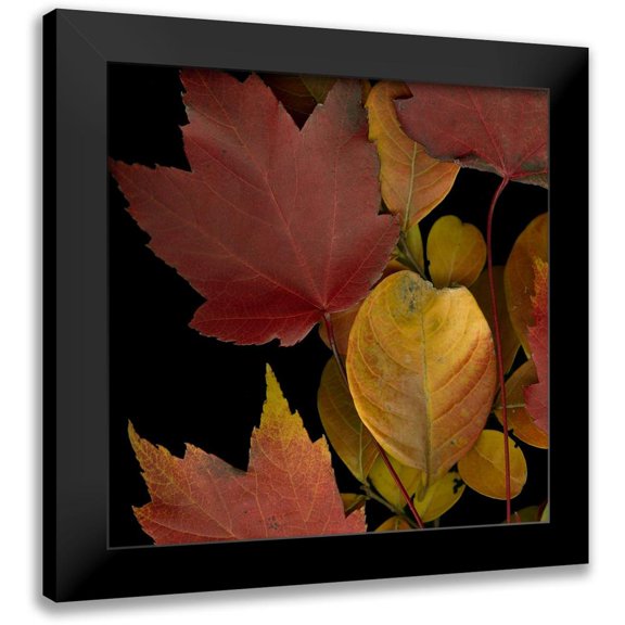 Vision Studio 12x12 Black Modern Framed Museum Art Print Titled - Vivid Leaves IV
