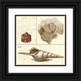 thumbnail image 1 of Vision Studio 12x12 Black Ornate Wood Framed with Double Matting Museum Art Print Titled - Shell Classification IV, 1 of 4