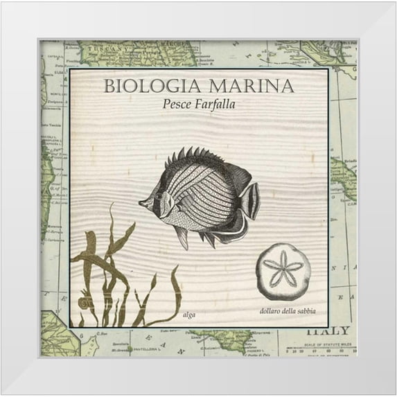 Vision Studio 12x12 White Modern Wood Framed Museum Art Print Titled - Biologia Marina I