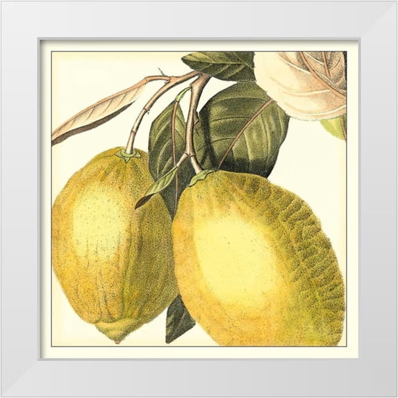 Vision Studio 12x12 White Modern Wood Framed Museum Art Print Titled - Graphic Lemon