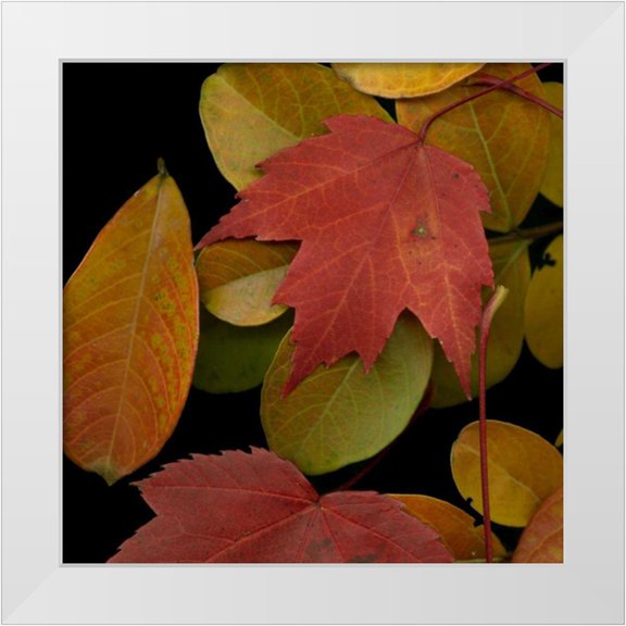 Vision Studio 12x12 White Modern Wood Framed Museum Art Print Titled - Small Vivid Leaves III
