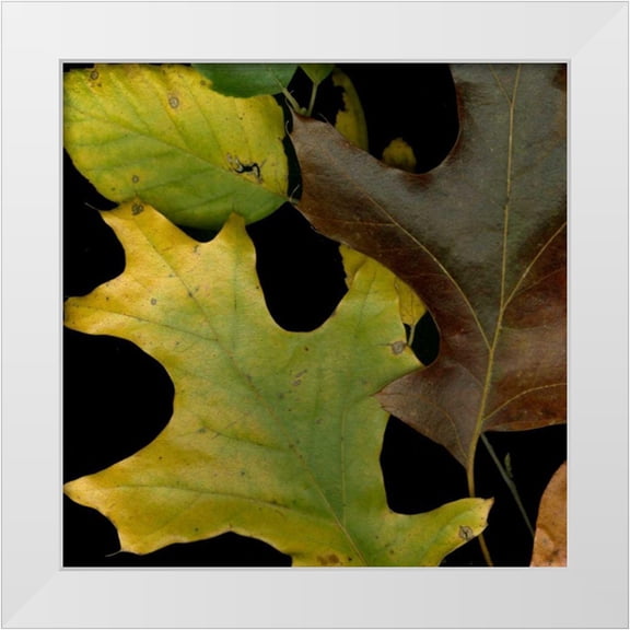 Vision Studio 12x12 White Modern Wood Framed Museum Art Print Titled - Small Vivid Leaves II