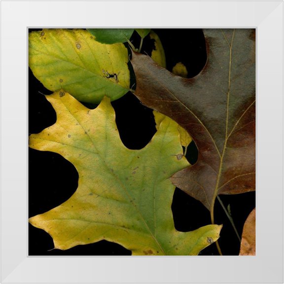 Vision Studio 12x12 White Modern Wood Framed Museum Art Print Titled - Vivid Leaves II