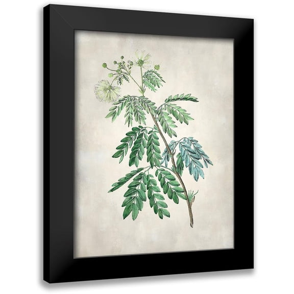 Vision Studio 12x14 Black Modern Framed Museum Art Print Titled - Acacia Tree II