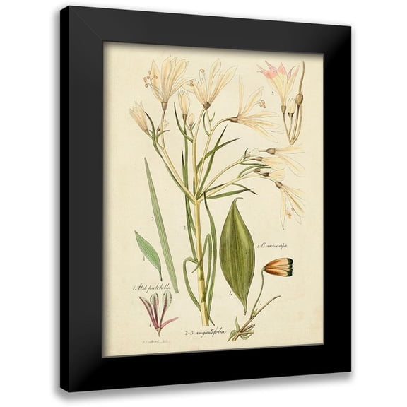 Vision Studio 12x14 Black Modern Framed Museum Art Print Titled - Antique Botanical Sketch I