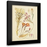 Vision Studio 12x14 Black Modern Framed Museum Art Print Titled - Antique Botanical Sketch V
