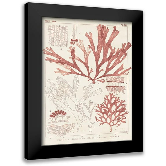 Vision Studio 12x14 Black Modern Framed Museum Art Print Titled - Antique Coral Seaweed IV