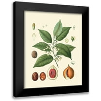 Vision Studio 12x14 Black Modern Framed Museum Art Print Titled - Botanical Glory III