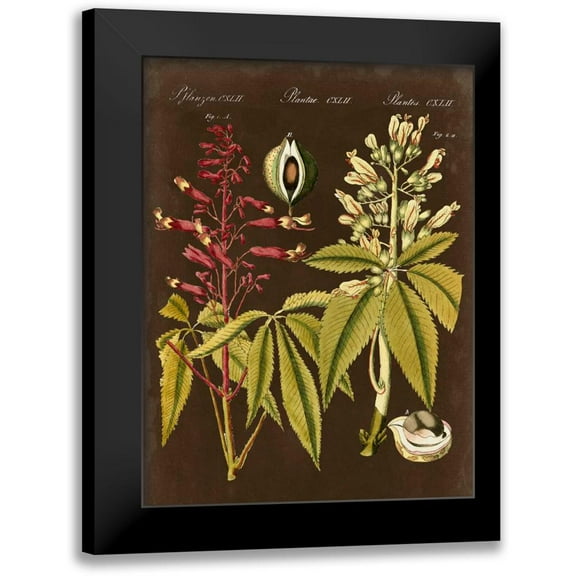 Vision Studio 12x14 Black Modern Framed Museum Art Print Titled - Buckeye on Suede