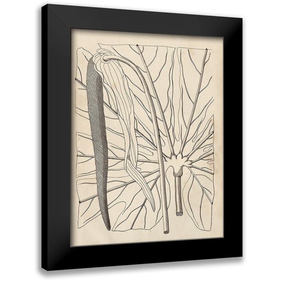 Vision Studio 12x14 Black Modern Framed Museum Art Print Titled - Distinctive Leaves IV