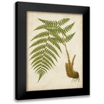 Vision Studio 12x14 Black Modern Framed Museum Art Print Titled - Fern Trio III