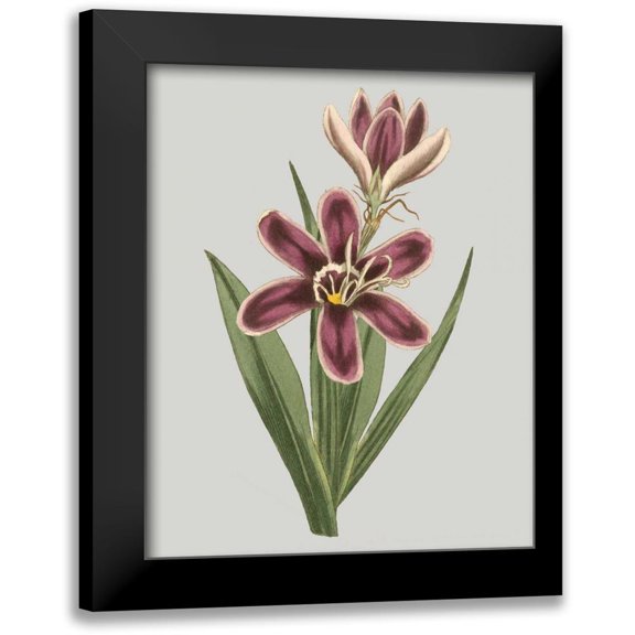 Vision Studio 12x14 Black Modern Framed Museum Art Print Titled - Floral Gems III