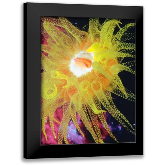 Vision Studio 12x14 Black Modern Framed Museum Art Print Titled - Graphic Sea Anemone II