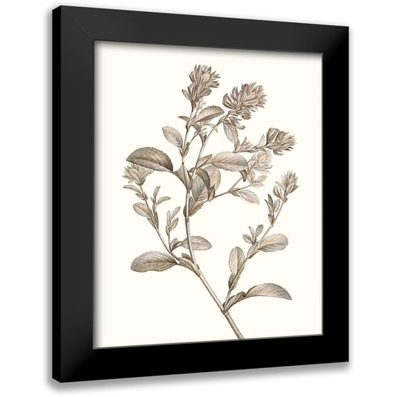 Vision Studio 12x14 Black Modern Framed Museum Art Print Titled - Neutral Botanical Study II