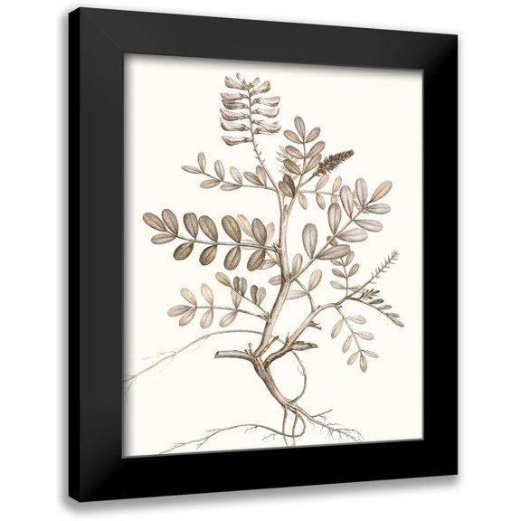 Vision Studio 12x14 Black Modern Framed Museum Art Print Titled - Neutral Botanical Study VI
