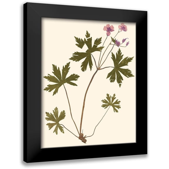 Vision Studio 12x14 Black Modern Framed Museum Art Print Titled - Pressed Botanical III