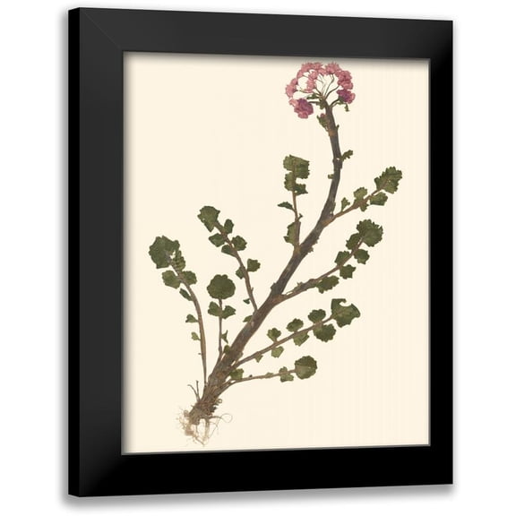Vision Studio 12x14 Black Modern Framed Museum Art Print Titled - Pressed Botanical II
