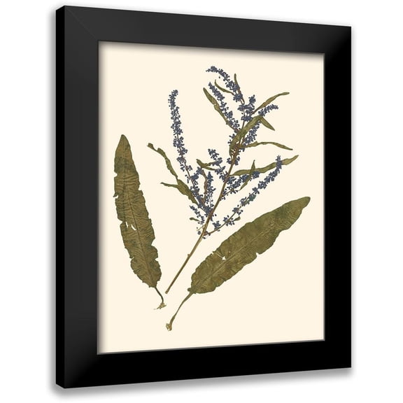 Vision Studio 12x14 Black Modern Framed Museum Art Print Titled - Pressed Botanical IV