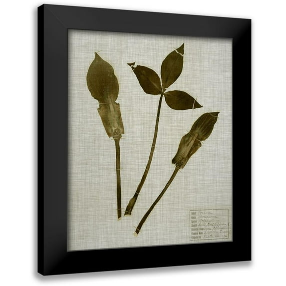 Vision Studio 12x14 Black Modern Framed Museum Art Print Titled - Pressed Leaves on Linen IV