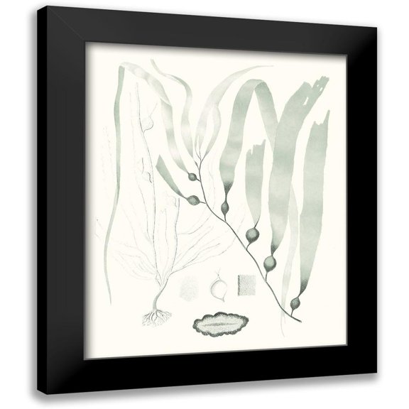 Vision Studio 12x14 Black Modern Framed Museum Art Print Titled - Sage Green Seaweed III