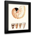 thumbnail image 1 of Vision Studio 12x14 Black Modern Framed Museum Art Print Titled - Shell Collection I, 1 of 5