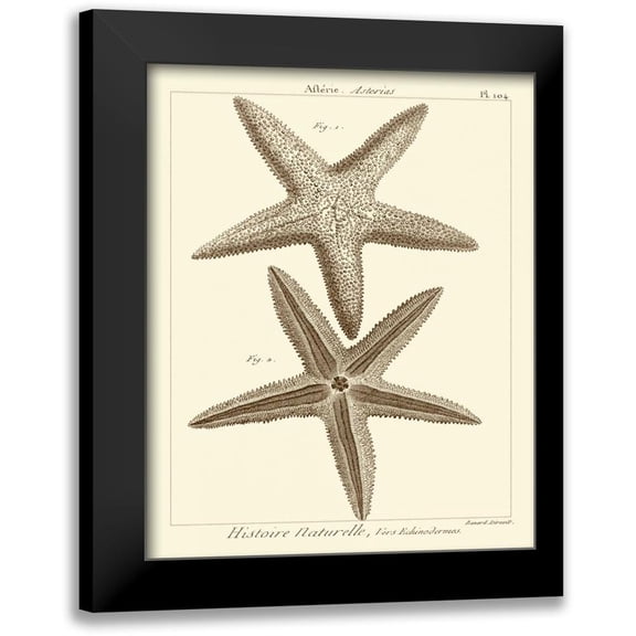 Vision Studio 12x14 Black Modern Framed Museum Art Print Titled - Striking Starfish I