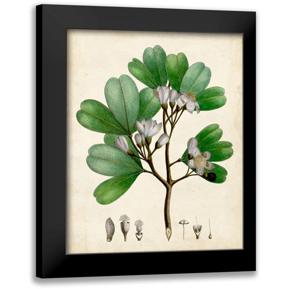 Vision Studio 12x14 Black Modern Framed Museum Art Print Titled - Verdant Foliage III