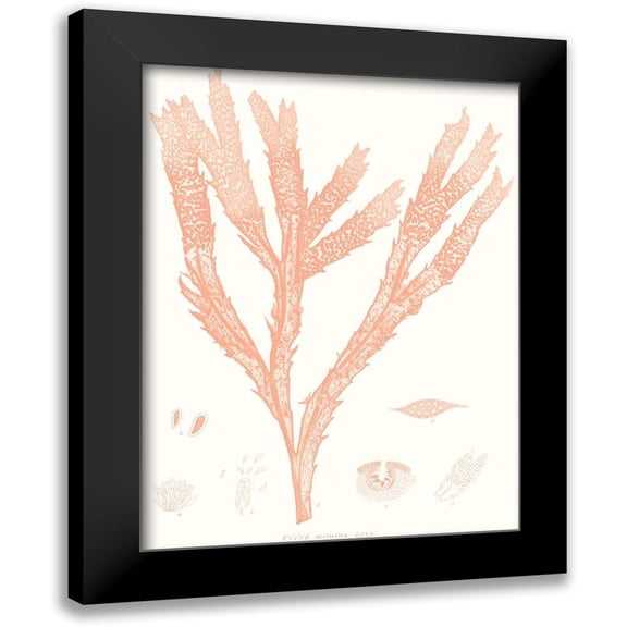 Vision Studio 12x14 Black Modern Framed Museum Art Print Titled - Vivid Coral Seaweed II