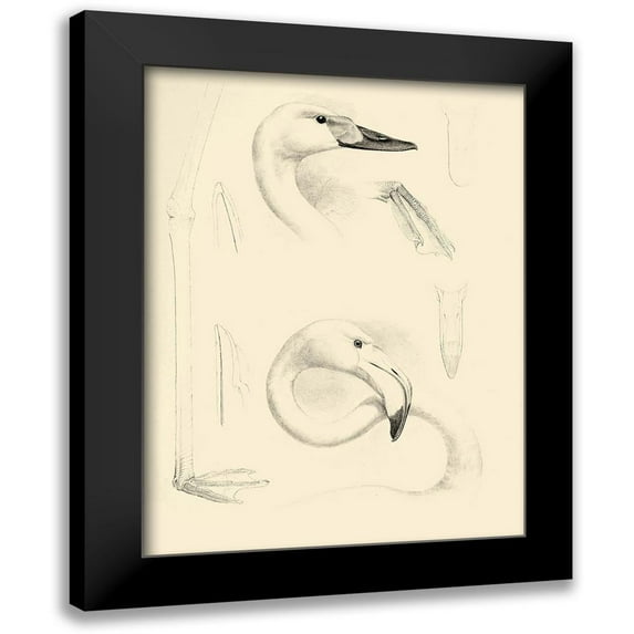 Vision Studio 12x14 Black Modern Framed Museum Art Print Titled - Waterbird Sketchbook II
