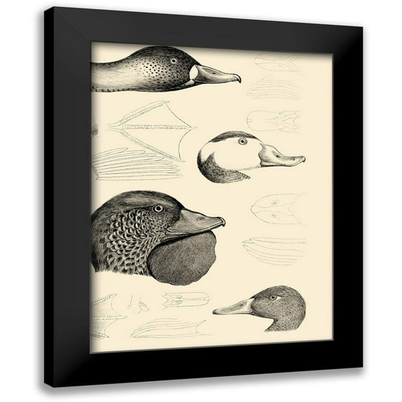 Vision Studio 12x14 Black Modern Framed Museum Art Print Titled - Waterbird Sketchbook IV