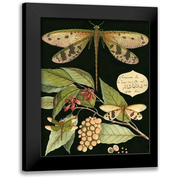 Vision Studio 12x14 Black Modern Framed Museum Art Print Titled - Whimsical Dragonfly on Black I