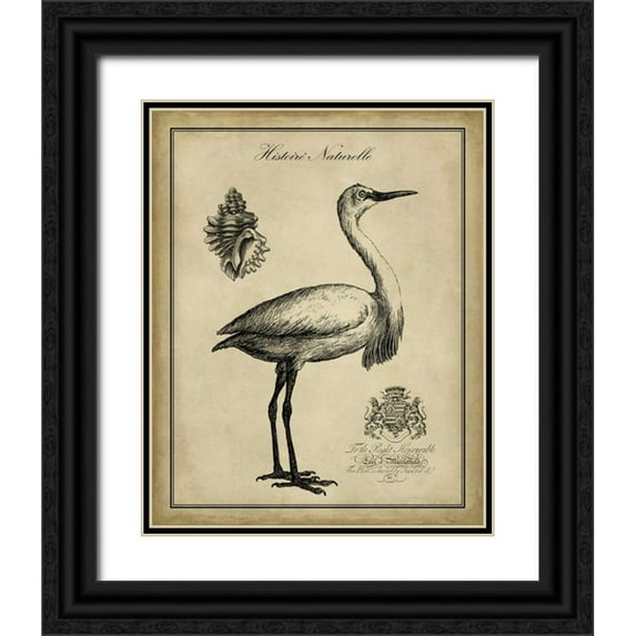 Vision Studio 12x14 Black Ornate Wood Framed with Double Matting Museum Art Print Titled - Antiquarian Egret