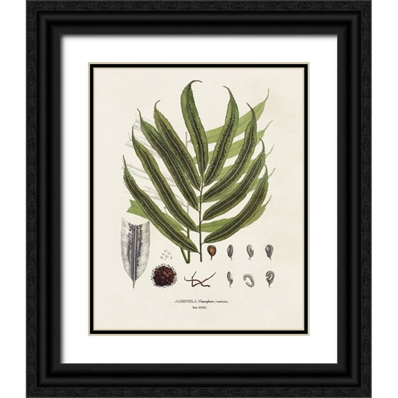 Vision Studio 12x14 Black Ornate Wood Framed with Double Matting Museum Art Print Titled - Botanical Society Ferns II