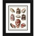 thumbnail image 1 of Vision Studio 12x14 Black Ornate Wood Framed with Double Matting Museum Art Print Titled - Collected Shells VI, 1 of 4