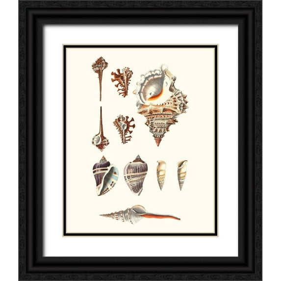Vision Studio 12x14 Black Ornate Wood Framed with Double Matting Museum Art Print Titled - Shell Collection V