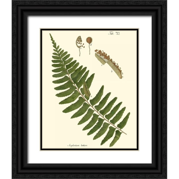 Vision Studio 12x14 Black Ornate Wood Framed with Double Matting Museum Art Print Titled - Small Antique Fern V