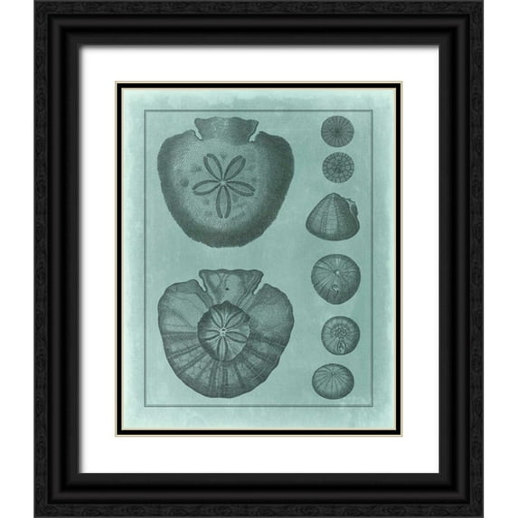 Vision Studio 12x14 Black Ornate Wood Framed with Double Matting Museum Art Print Titled - Spa Shell Collection VI