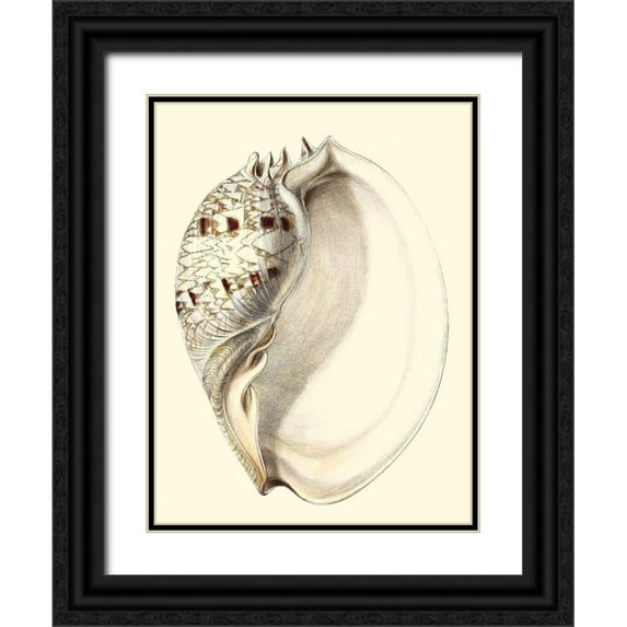 Vision Studio 12x14 Black Ornate Wood Framed with Double Matting Museum Art Print Titled - Splendid Shells I