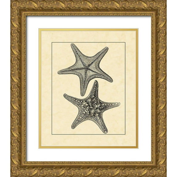 Vision Studio 12x14 Gold Ornate Wood Framed with Double Matting Museum Art Print Titled - AntiqueandDeckle Vintage Starfish II