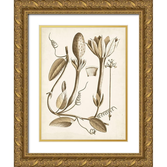 Vision Studio 12x14 Gold Ornate Wood Framed with Double Matting Museum Art Print Titled - Ochre Botanical IV